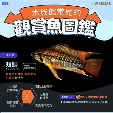 觀賞魚品種|觀賞魚主題館